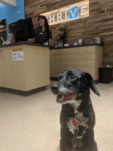 Pet vet Vetco Total Care San Diego