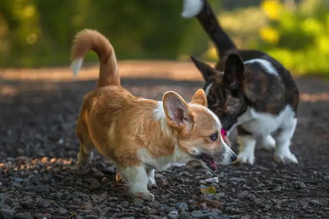Dog breeder Circle Heart Corgis Victorville