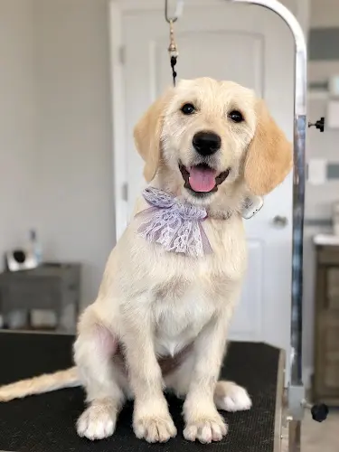Pet boarding service ModernAve Pet Parlor Spokane