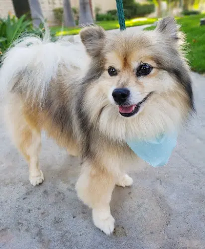 Dog breeder House of Paw Anaheim