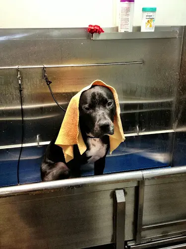 Pet vet Bark Williams Santa Monica