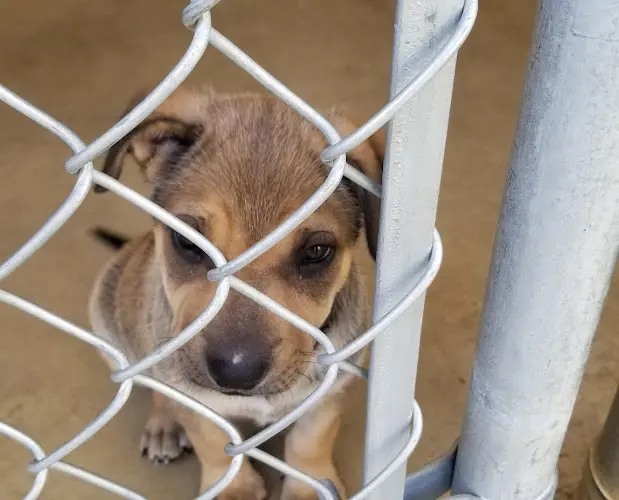 Dog breeder Humane Society-Ventura County Redding