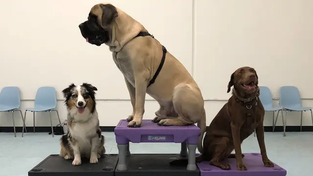 Dog day care center BADDogs Inc Corona