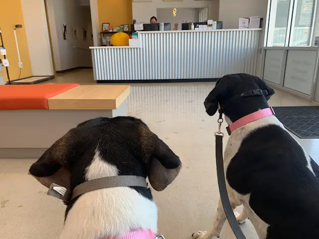 Pet vet West Coast Animal Hospital San Diego