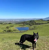 Pet vet VIP Petcare Wellness Center Oakland