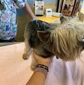 Pet vet South San Diego Veterinary Hospital Chula Vista