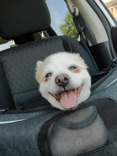 Pet vet Angel Paws Dog Grooming San Bernardino