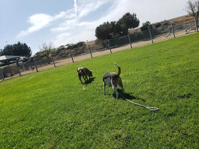 Dog trainer Hollydale Dog Park South Gate