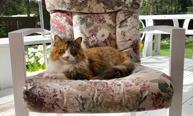 Pet boarding service Cat's Meow Feline Veterinary Clinic Spokane