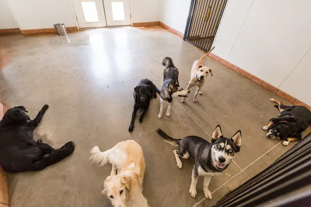 Dog day care center Fur & Feathers Pet Resort Bakersfield
