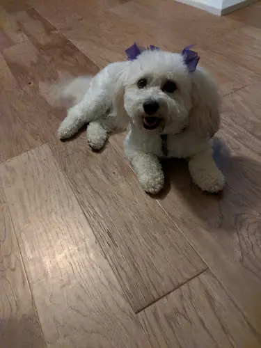 Dog Grooming Winchester Dog Grooming Murrieta