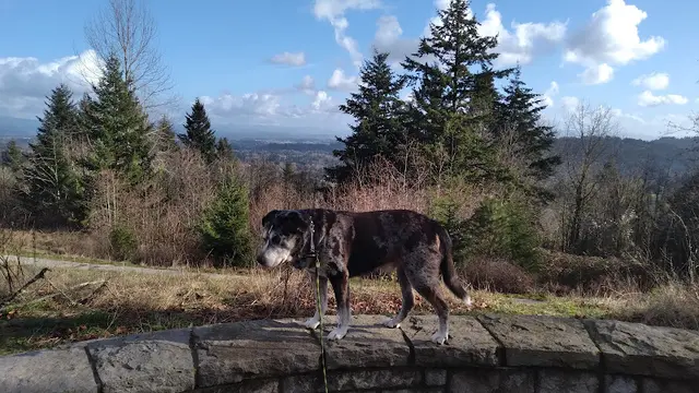 Dog Park Hogan Butte Nature Park Gresham