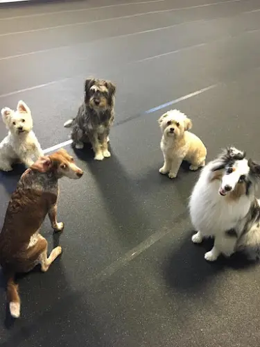 Dog day care center Dog Days Portland