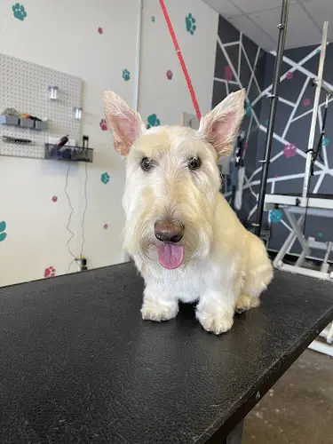Dog Grooming Central Oregon Pet Grooming Bend