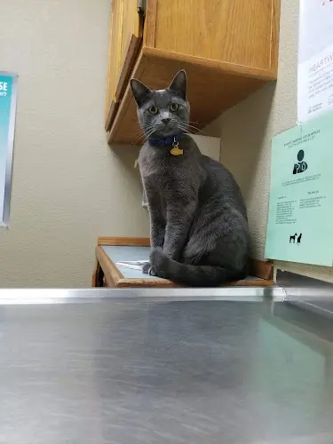 Pet vet Family Friends Veterinary Hospital Roseville