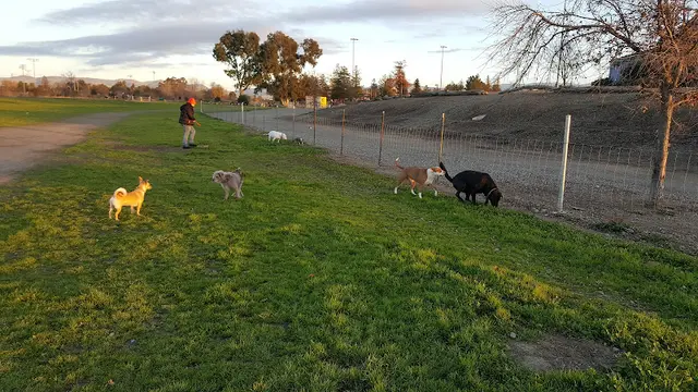 Dog Park Robertson Park Livermore