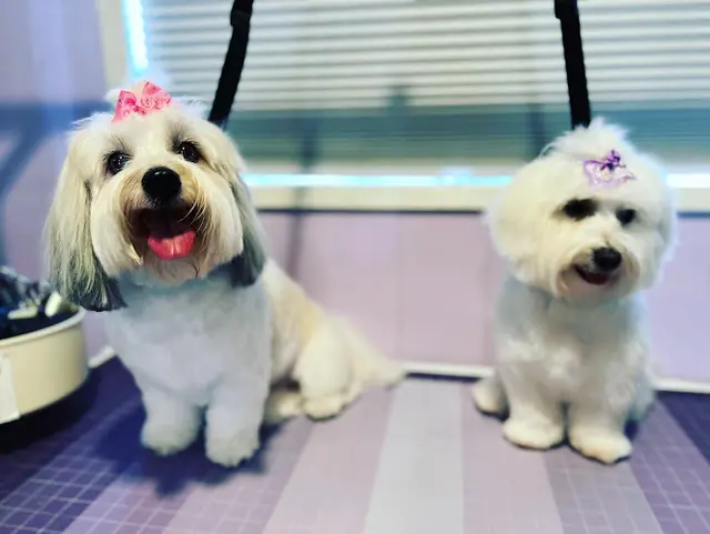 Dog Grooming Boopin Snoots Pet Grooming San Marcos