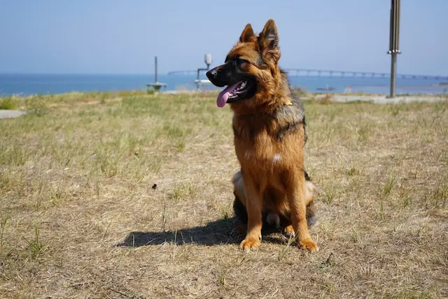 Dog breeder Zwinger vom Roten Wald German Shepherds Vallejo