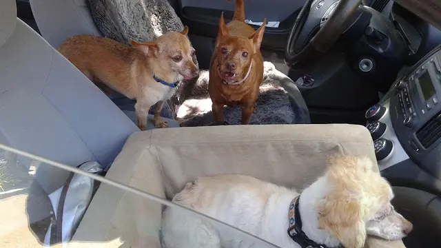 Dog Grooming Lake Murray Grooming El Cajon