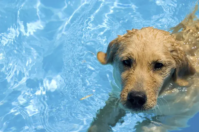 Pet boarding service Nado Pet Care San Diego