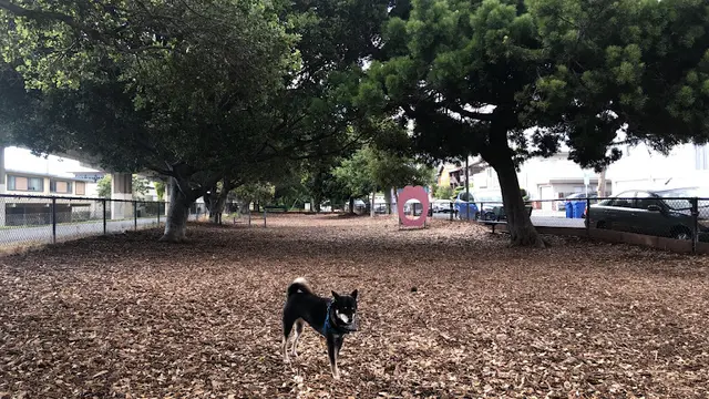 Dog Park Bruce King Memorial Dog Park Richmond