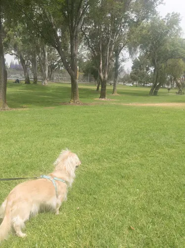 Dog walker Southridge Park Fontana