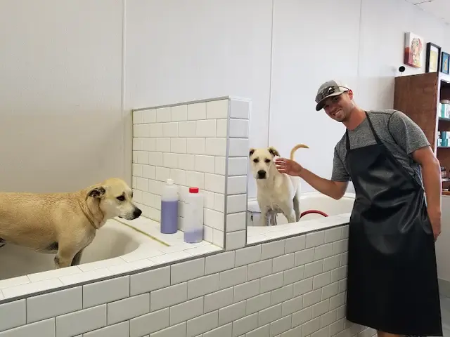 Dog day care center Cali Pets The Grooming Professionals San Marcos