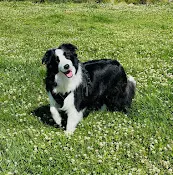 Dog breeder The RR Flying S Ranch Victorville