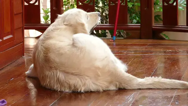 Pet boarding service Healers PetCare, Inc Vancouver