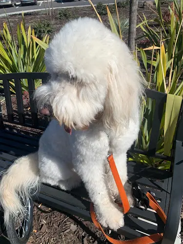 Dog Grooming Cotati Dog Grooming Santa Rosa
