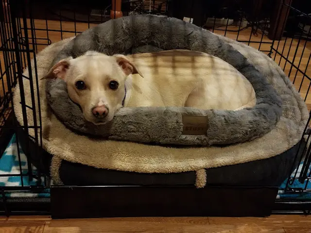 Rescue & Shelter Homeward Pet Adoption Center Kent