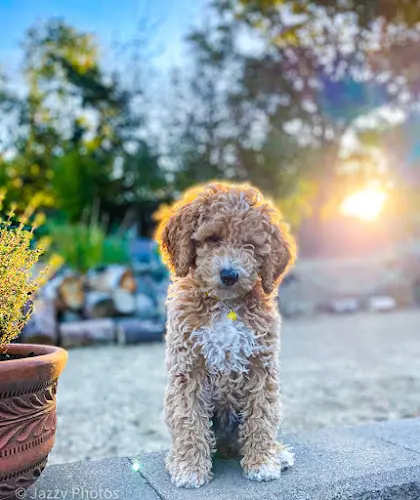 Dog breeder High Desert Family Doodles Gresham