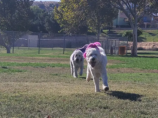 Dog day care center The Pampered Pooch Lancaster