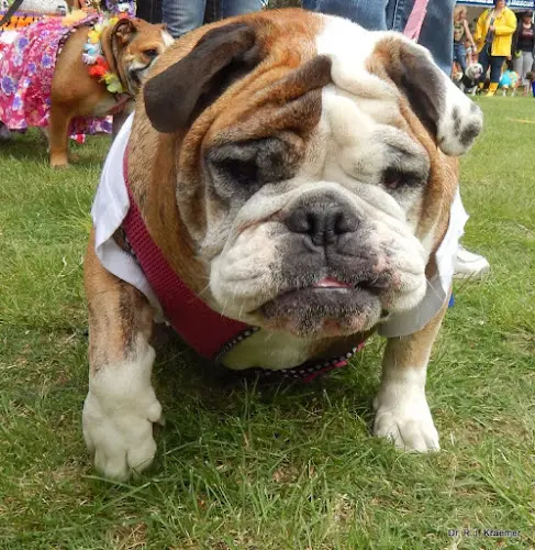 Pet boarding service Vet4Bulldog Orange