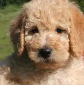 Dog breeder Premiere Labradoodles Santa Barbara