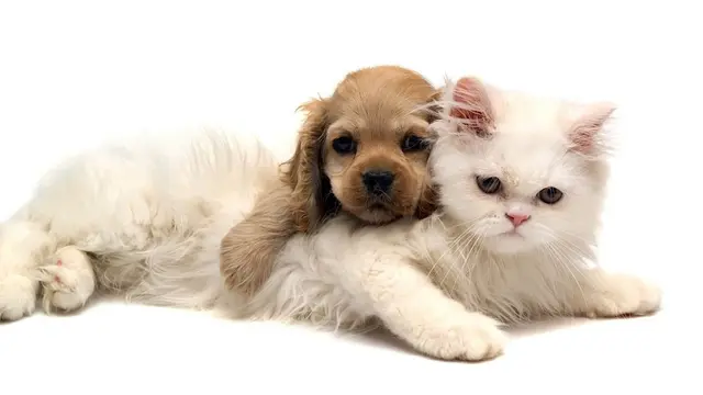 Dog Grooming Pooch Palace & Kitty Kastle Bellingham