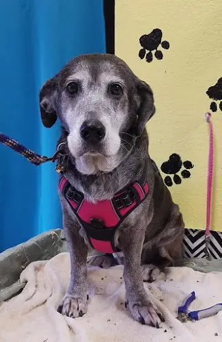 Dog Grooming Robin's Pet Grooming Yakima