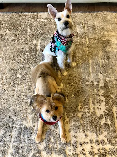 Dog Grooming Lucky Paws Grooming Compton