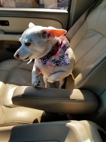 Pet boarding service A Shear Pleasure Pet Salon Torrance