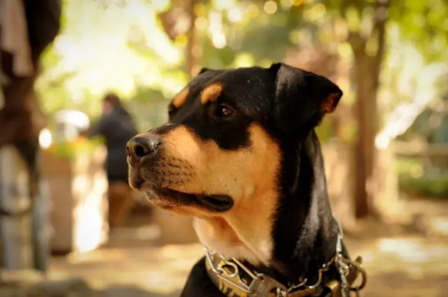 Pet vet VCA Gateway Animal Hospital Glendale