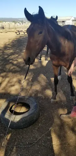 Pet boarding service Rose Lane Stables Chico