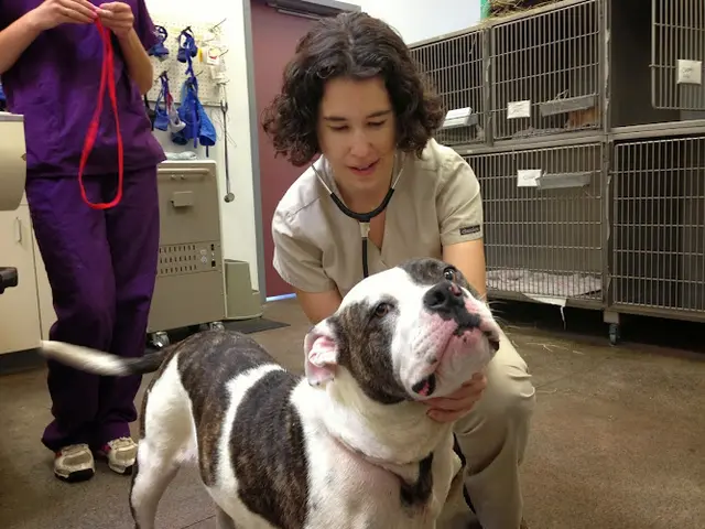 Pet boarding service Madera Veterinary Center Fresno