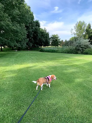 Dog walker Sherman Park Yakima