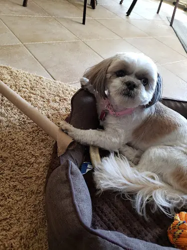 Pet vet Colina Veterinary Hospital Chula Vista