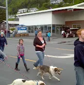 Rescue & Shelter Kodiak Animal Shelter Anchorage