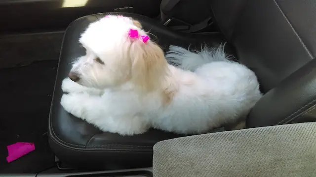Pet vet Animal House Grooming & Pets Lancaster