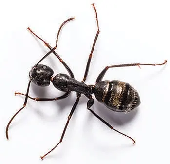 Dog walker Lloyd Pest & Termite Control San Marcos