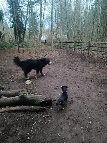 Dog Park Lake Stickney Off-Leash Dog Park Everett