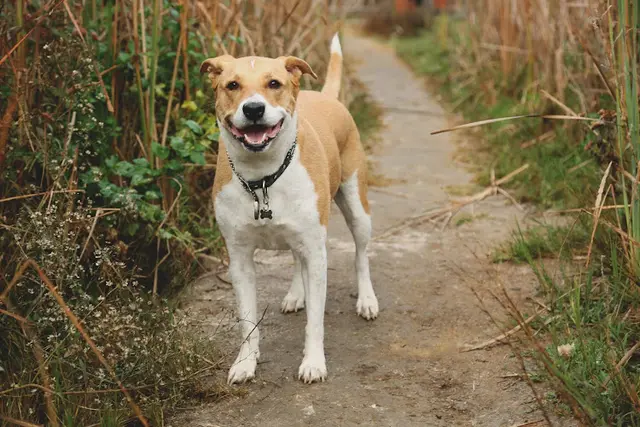 Pet boarding service San Marcos Veterinary Clinic San Marcos