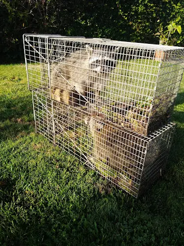 Rescue & Shelter Golden state trapping Bakersfield